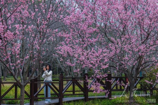 图游天下 发现上海|早樱盛开！五大宝藏赏樱点位请收好
