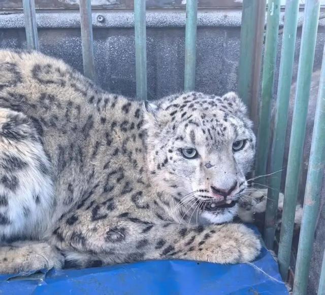 羌塘巡护日志｜听着故事再入无人区，心底已无荒凉