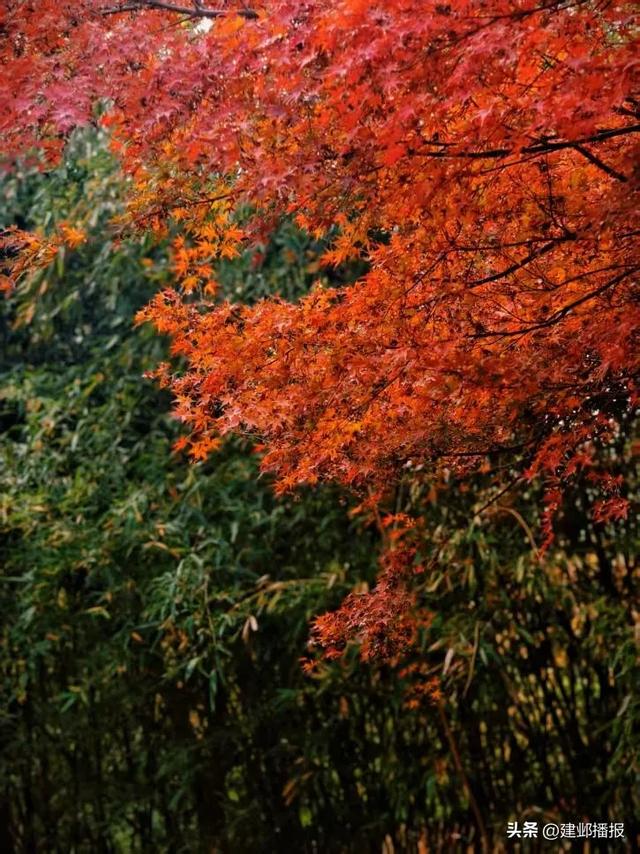 爆火！最美200米红枫大道已达最佳观赏期
