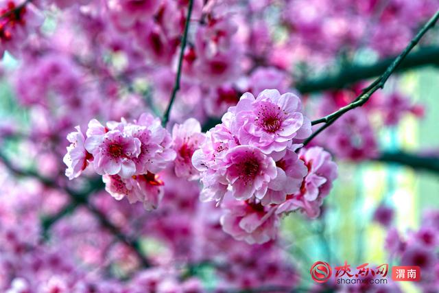 赴春约！赏花正当时，来渭南邂逅浪漫春光（组图）