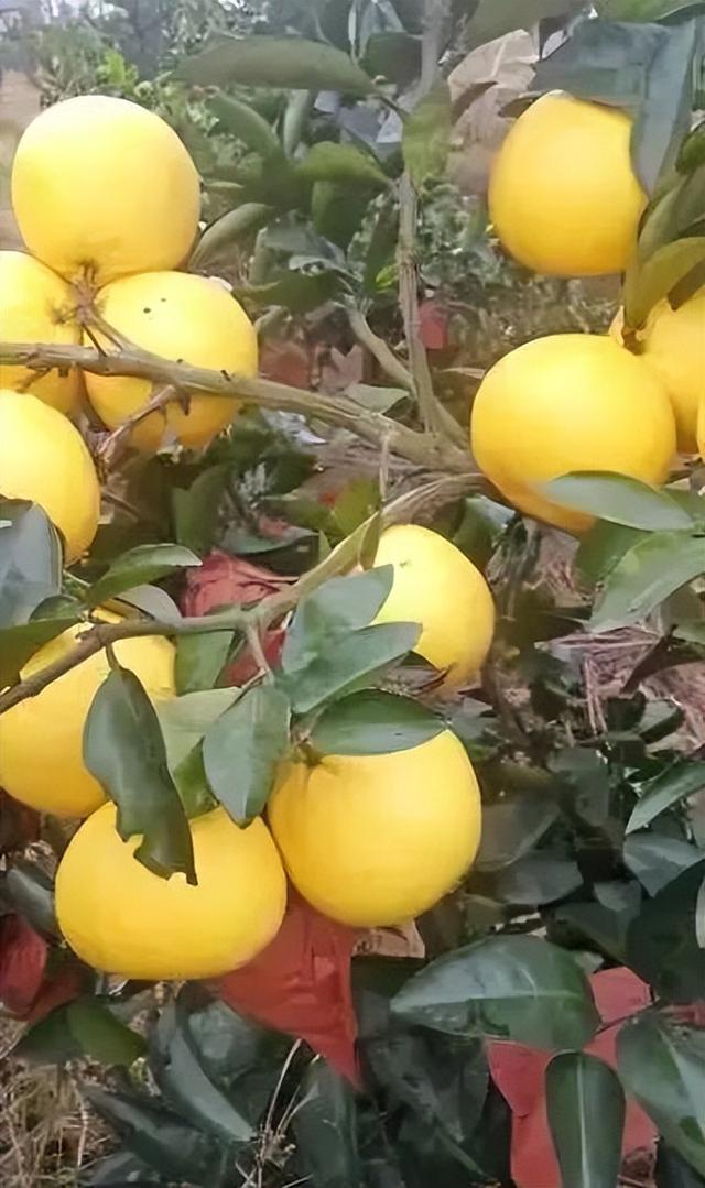 游在鹰潭 | 周末采摘指南！甘蔗清甜、草莓香甜，限定甜蜜等你来【全球学子嘉游赣 奇绝鹰潭逍遥游】