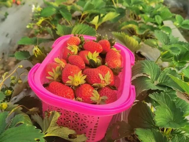 长三角果香正浓！快到这些当季采摘点位探“鲜”吧~