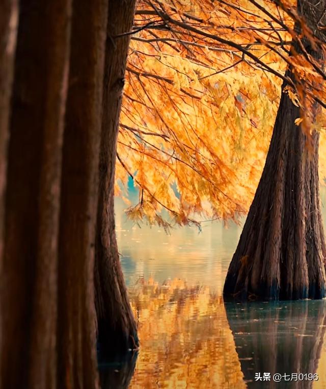 明孝陵探秘之燕雀湖邂逅落羽杉