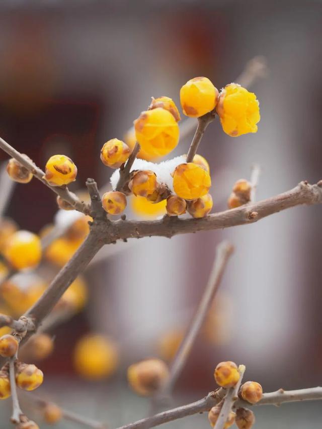 此刻！烟台花花花花花开了