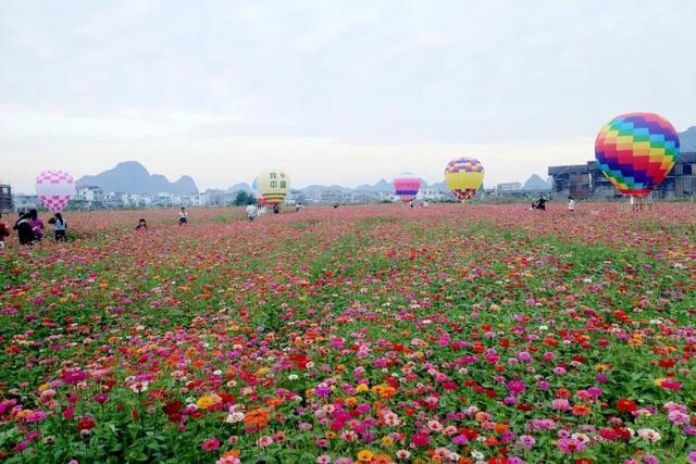 柳江藏了个宝藏地！花海邂逅热气球，浪漫又出片