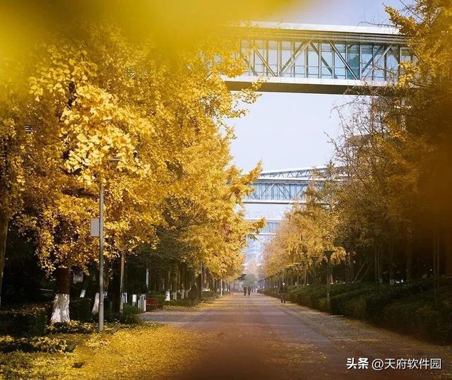 天府软件园银杏黄了！除了网红树，绝美风景即将上线