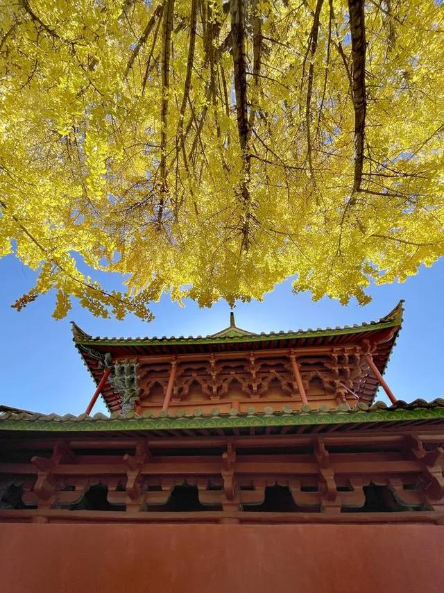 【视界】红墙映金叶!500年古银杏迎最佳观赏期