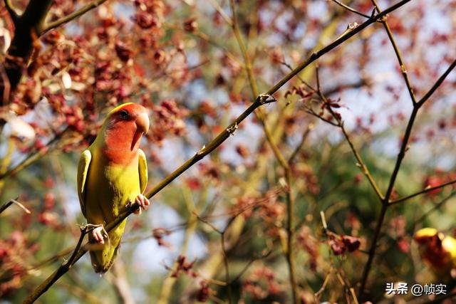 层林尽染，上海红叶特色公园闵行红园枫叶色彩斑斓进入最佳观赏季