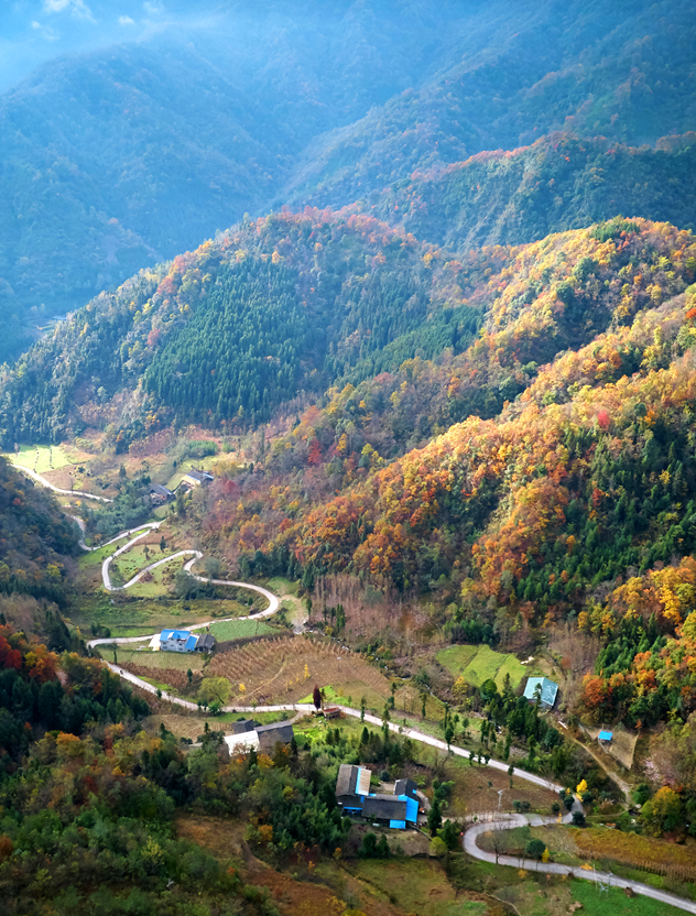 走不出这画了，我已被平武的彩林迷倒！