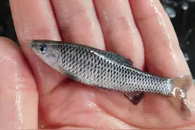 抓到这些原生鱼最好别吃，不然容易错过发财机会图片