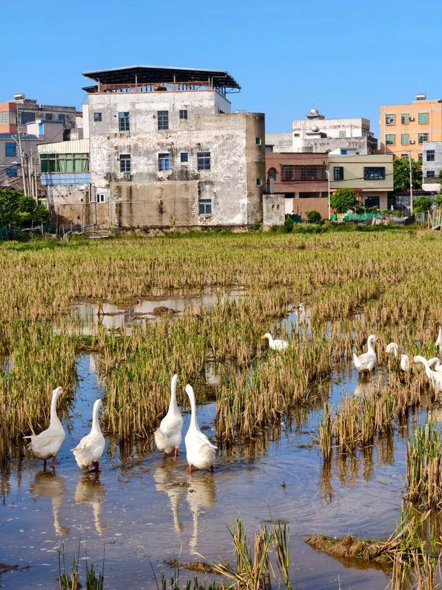 藏在海口秀英的太极村，400年历史古村落，一年四季有不同的美