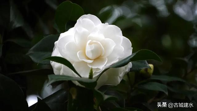 百年风骨,玉盏凝香!建水文庙三百岁白山茶迎盛花期