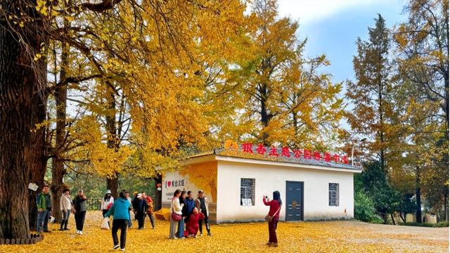 秋天的襄阳谷城 红彤彤金灿灿