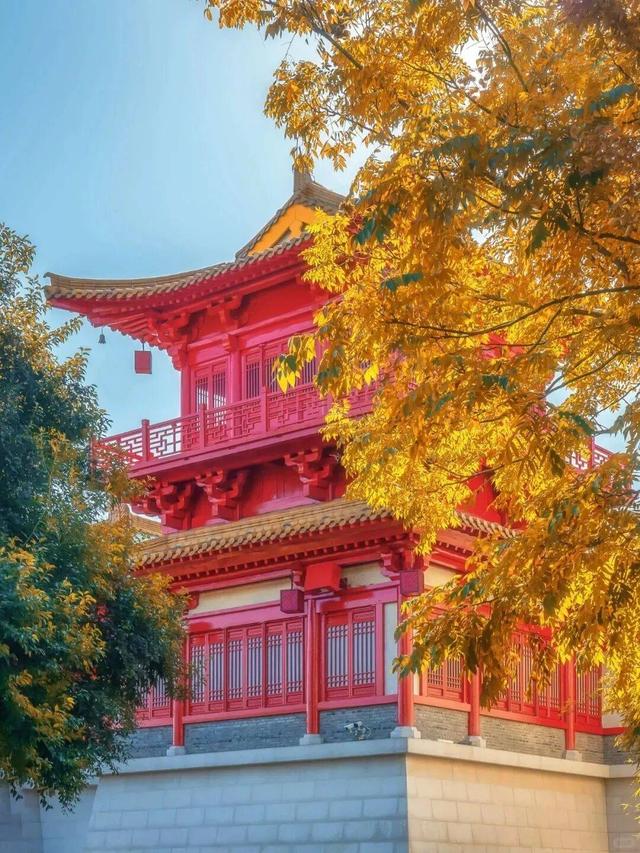 “植愈力”满分！金坛茅山秋冬植物大赏~