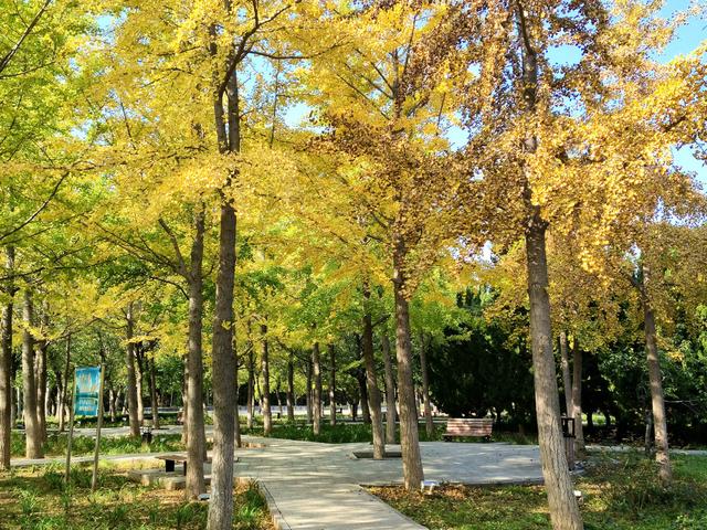 漫步泰安天平湖植物园
