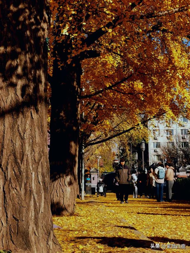 这个秋天，我在地坛
