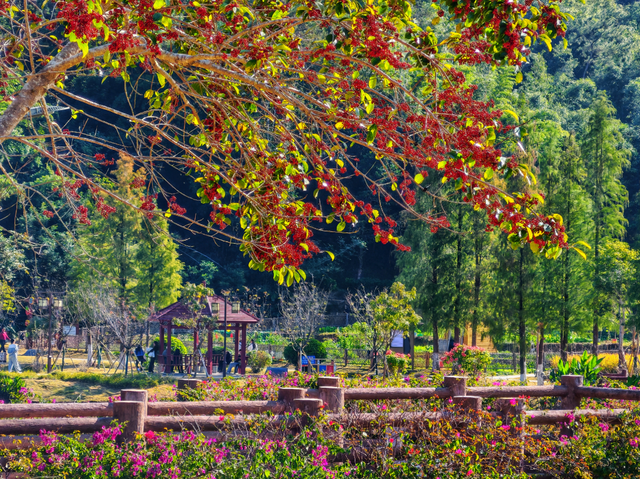 南山秋艳！云浮市民前来打卡→