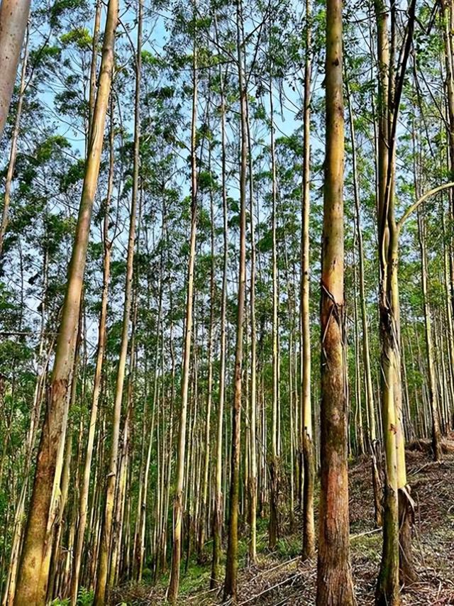 日本和美国早已禁种，那中国为何依然大力种植？背后的原因不简单