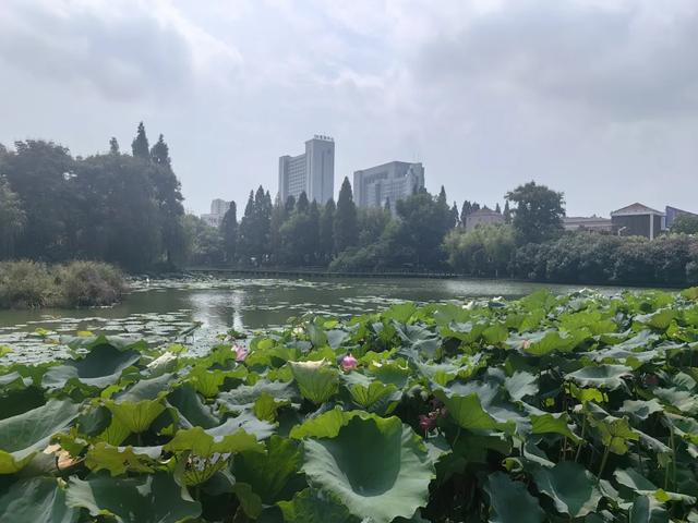 城市印象丨一个随州人的天门行记