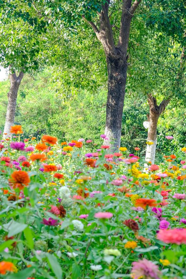 邂逅秋日烂漫：丰泽这片花海美丽绽放，就藏在……