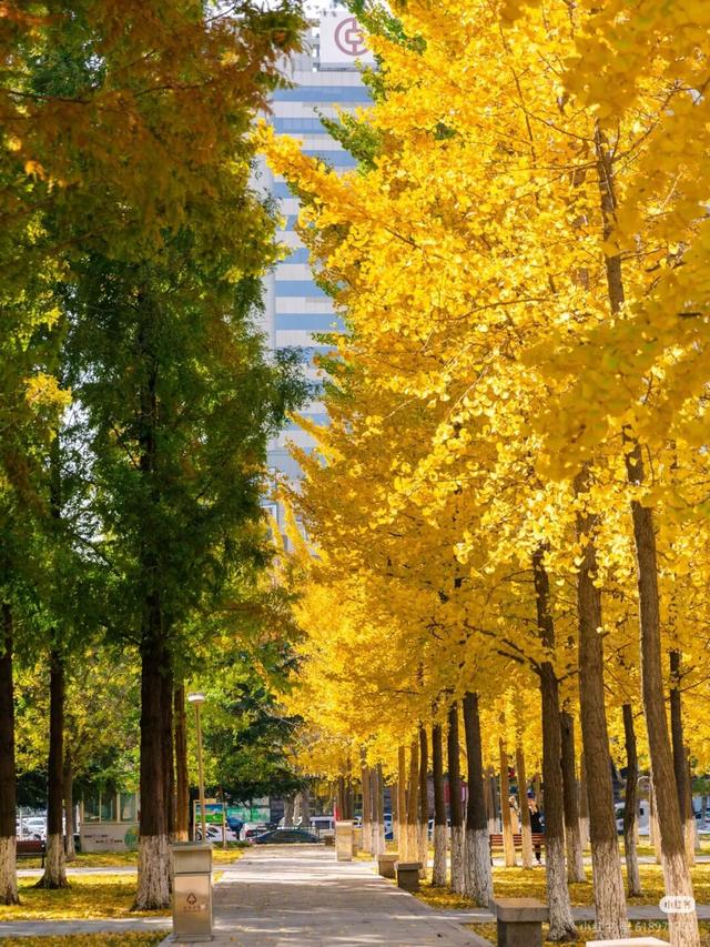 叶落临沂，步步皆是诗意画卷