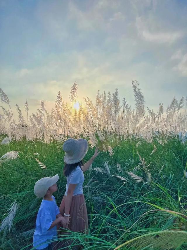 广州出发1天游，广东版的绝美“蓝眼泪”+北江千亩芦苇花盛开