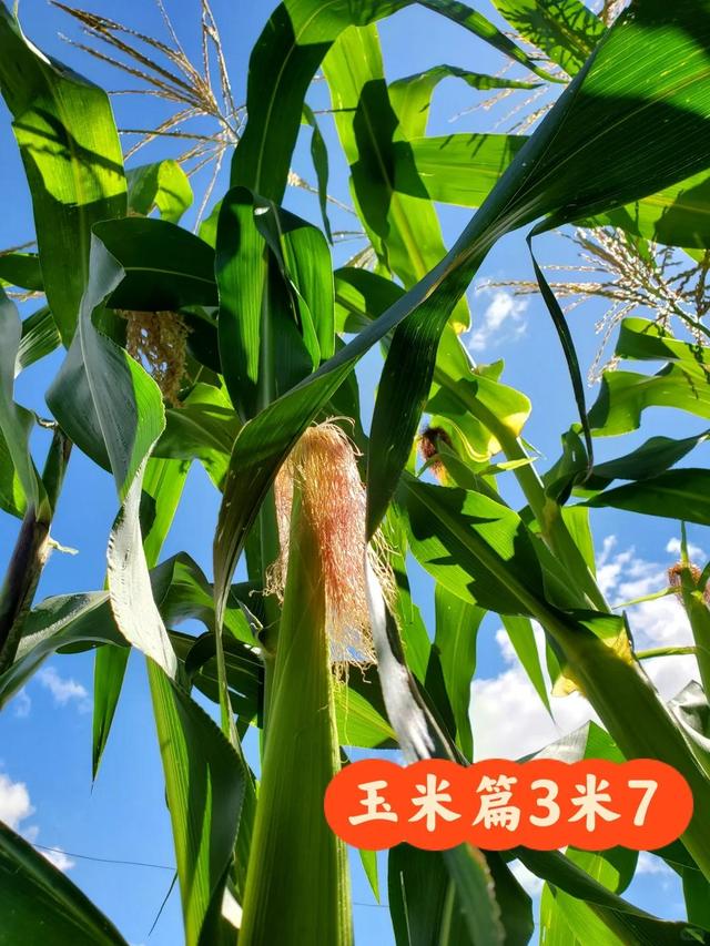 女子晒自己种的“玉米”，爬梯子才能摘，网友：没点身手都不敢种