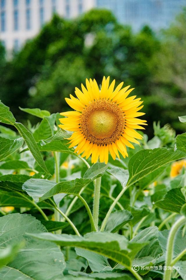 夏日清晨，在桐泾公园邂逅向日葵花海与童话小屋