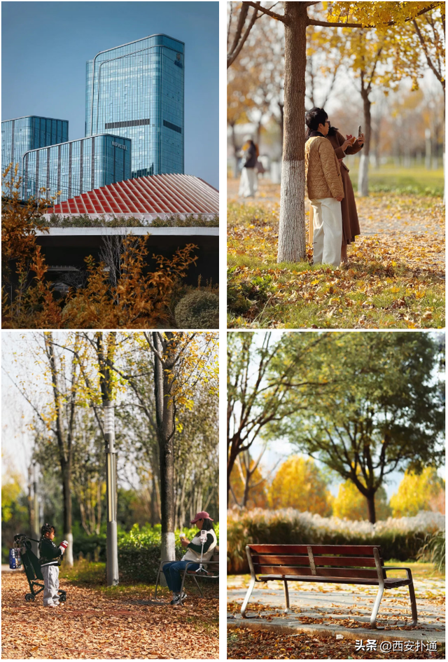 地铁直达！秋日末尾的“落叶大道”不可错过！