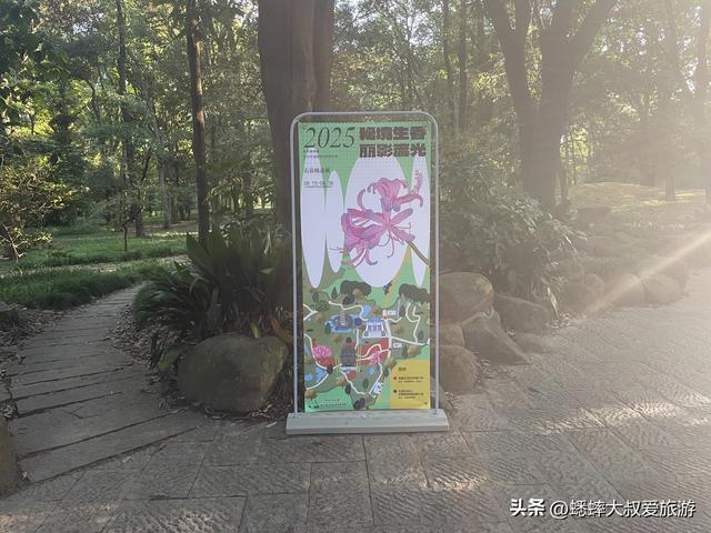 杭州顶流石蒜花正式开赏，六大区域一展览，可满足秋日梦幻之行！