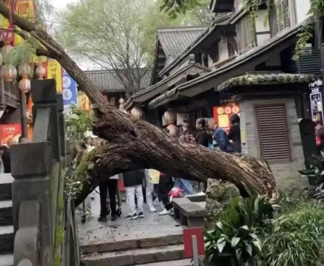 四川成都古柳倾倒致两人受伤,百年古树为何会腐烂空心?