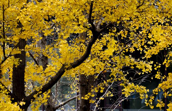 扬州冬韵 银杏鎏金