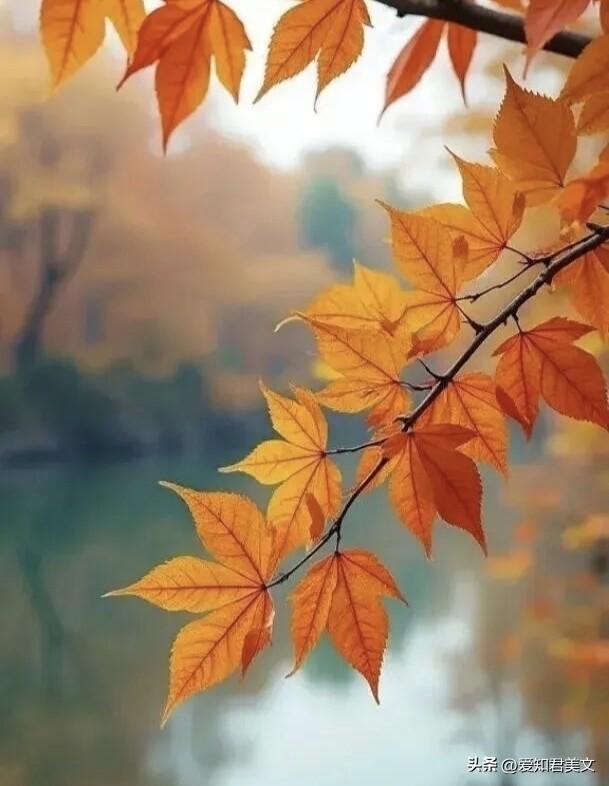 十一月，赴一场深秋之约