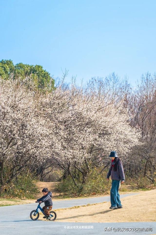 10万株！粉色花海开爆武汉，免费打卡