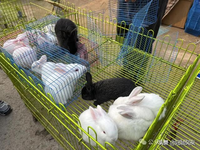 冠县乡韵·东古城镇李才村赶会