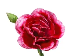 巨蟹斗不过哪些星座图片