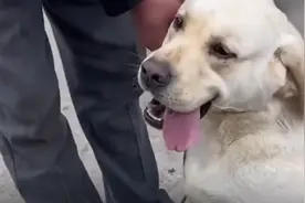 男子为500元，将养9年拉布拉多卖给狗肉馆，狗狗当场下跪求饶图片