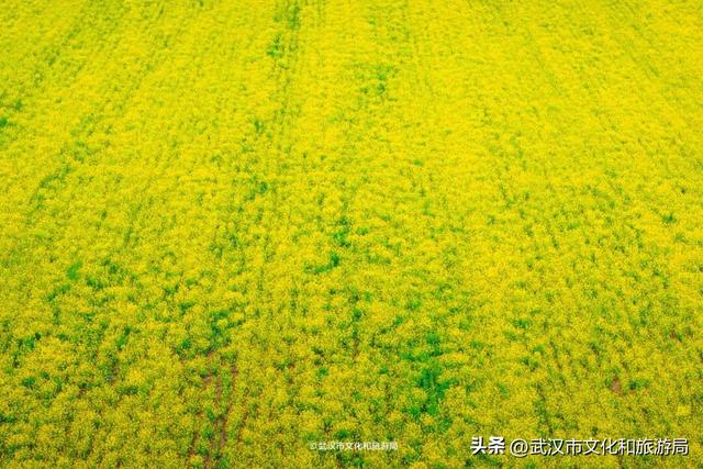 武汉春天最壮观的花海，全城盛开！