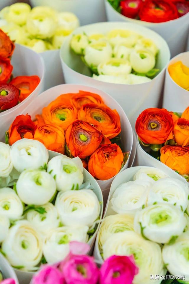 满屏治愈！这个冬日，你一定要去趟斗南花市，邂逅一场流动的彩色盛宴~