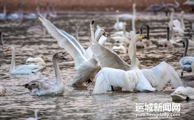 你好，11月！运城文旅精彩大放送~