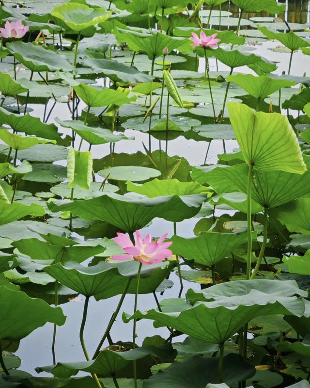 “清水出芙蓉，天然去雕饰” ：荷花朵朵开，“荷荷”又美美！