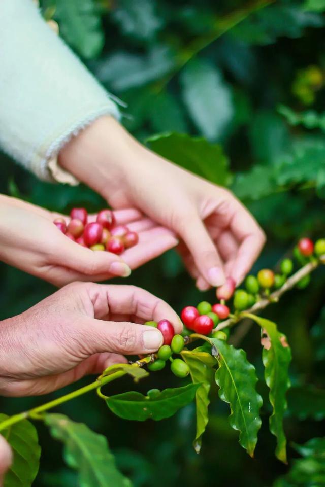 肇庆咖啡嘉年华来了！承包你整个月的快乐