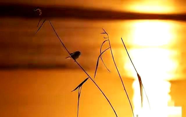 容易焦虑的人，其实都有一个不太健康的习惯