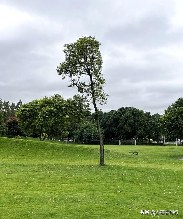 成都公园难得一见的旷野之景，画面超级唯美，地铁公交到达！