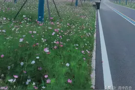 数学天才姜萍走红，是福还是祸？图片