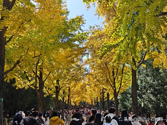 昔日皇家祭坛，今日大众踏秋——地坛秋日赏银杏