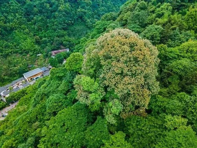 秋望雨城｜在雨城北，秋老虎望而却步！