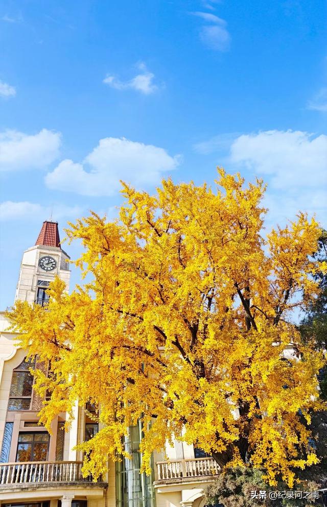 莫干山的秋色是美丽的但千想万想没想到人生第一次拉胯徒步竟在此
