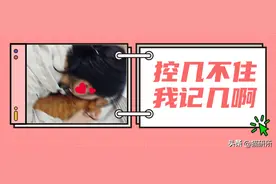 这5个看似“变态”的行为，其实是你对猫咪的生理性喜欢！图片