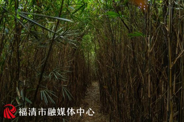 古道、奇石、竹海……福清这条徒步线路即将开放！